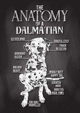 Dalmatian Anatomy Poster