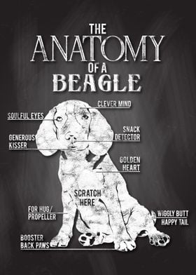 DogLover Beagle Anatomy