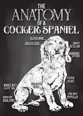 Cocker Spaniel Anatomy