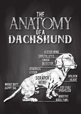 Dachshund Anatomy Poster