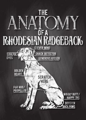 Rhodesian Ridgeback Anatom