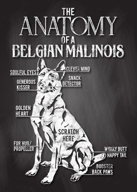 Belgian Malinois Anatomy