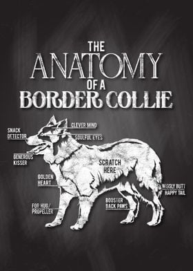 Border Collie Anatomy