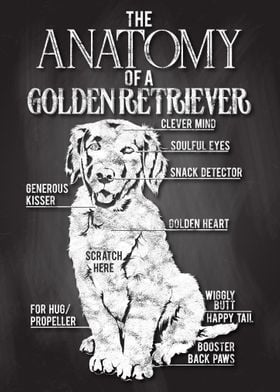 Golden Retriever Anatomy