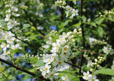 birdcherry tree 3