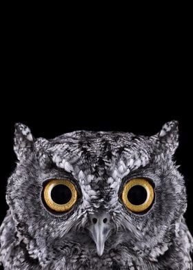 wild OWL face poster 