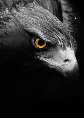 wild Eagle face poster 