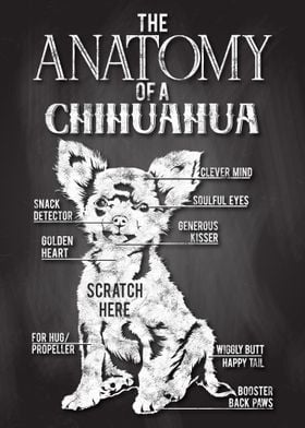 Chihuahua Anatomy Poster