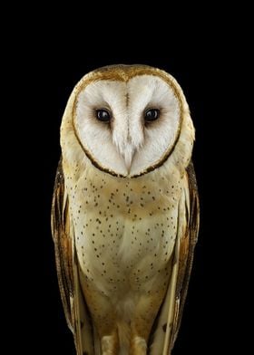 wild OWL face poster 