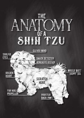 Shih Tzu Anatomy Poster