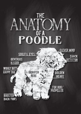 Poodle Anatomy Poster