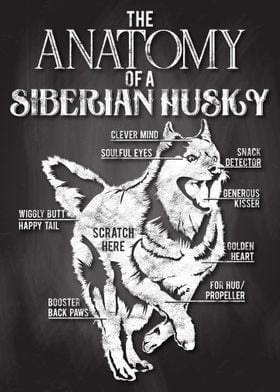 Siberian Husky Anatomy