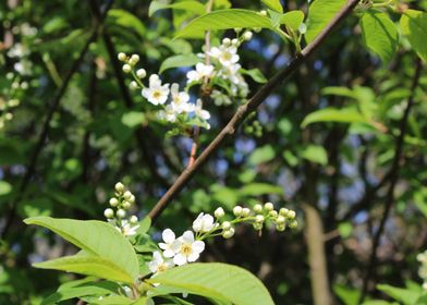 Birdcherry tree 1