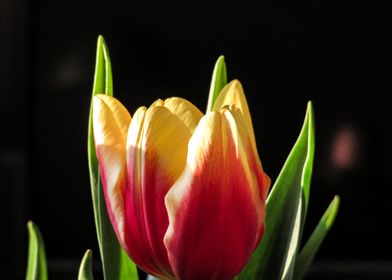 Tulip I