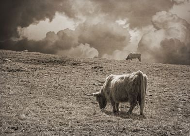 Scottish Highland Cattle 1