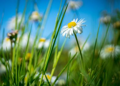 Daisy in the park