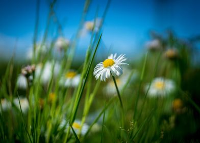 Garden flowers