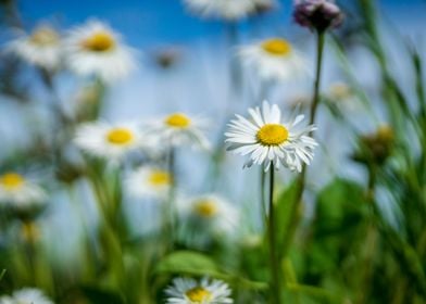 Daisy in the garden