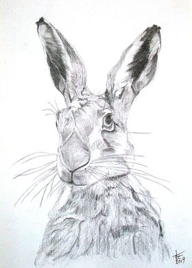 Hare