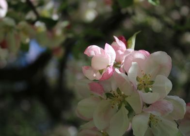 Apple tree blossoms 2