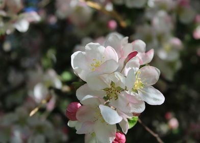 apple tree blossoms 3