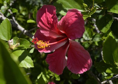 Hibiscus Varigated