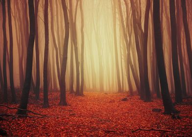 Mystical fall forest