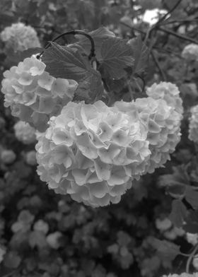 Guelder Rose in monochrome