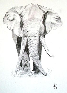 African Elephant