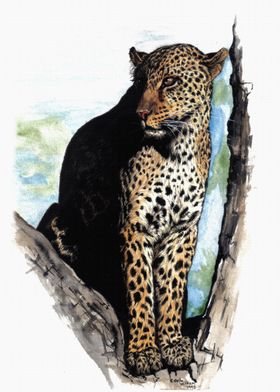 Leopard In Tree