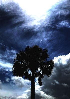 Lone Palm