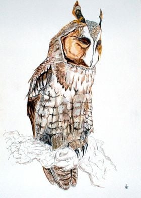 Long Eared Owl