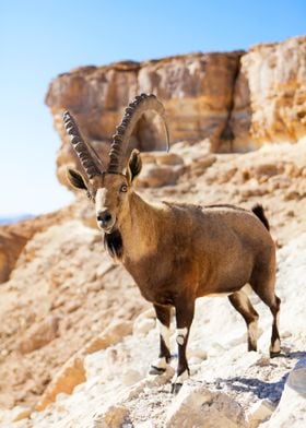 Male Nubian Ibex Israel