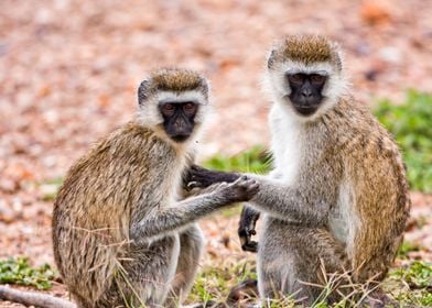 couple of Grivet monkeys