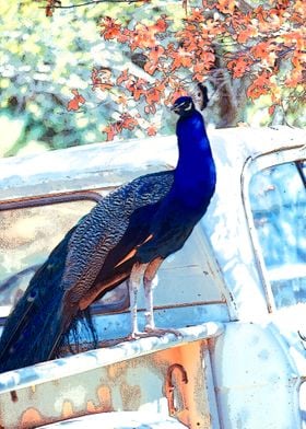 The Peacock and The Pickup