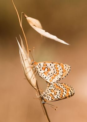 Mating butterflies 