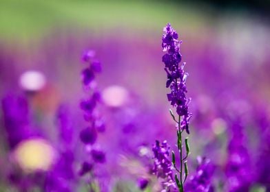 Purple Echium vulgare 