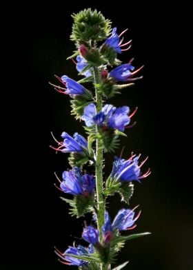 purple wild flower Armenia