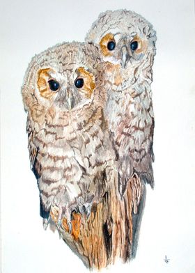 Baby Tawny Owls