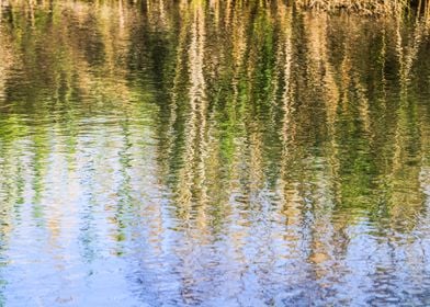 trees on the river bank 