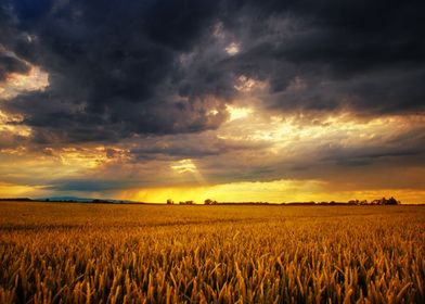 Wheat field sunset