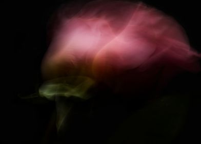 Abstract roses