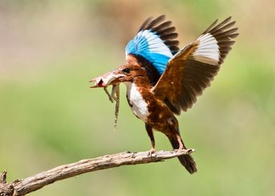 White throated Kingfisher 