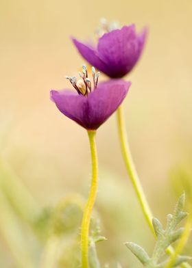 Purple Poppy wild flower 