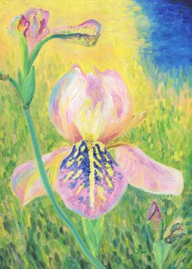 Iris Flower