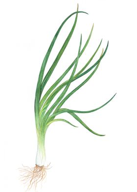 Spring onion painting