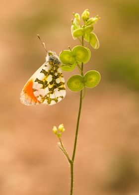 Orange Tip butterfly 