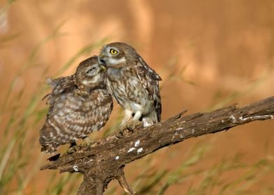 Little owl couple 