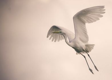 Great Egret in flight