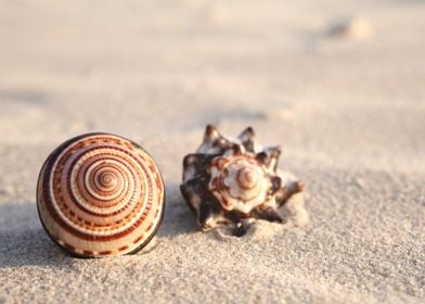 Seashells sand on a beach